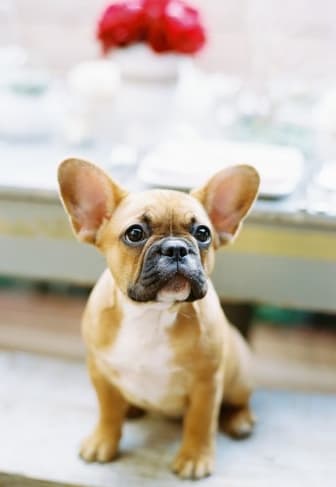 9 Reasons An Engagement Puppy Is Better Than An Engagement Ring