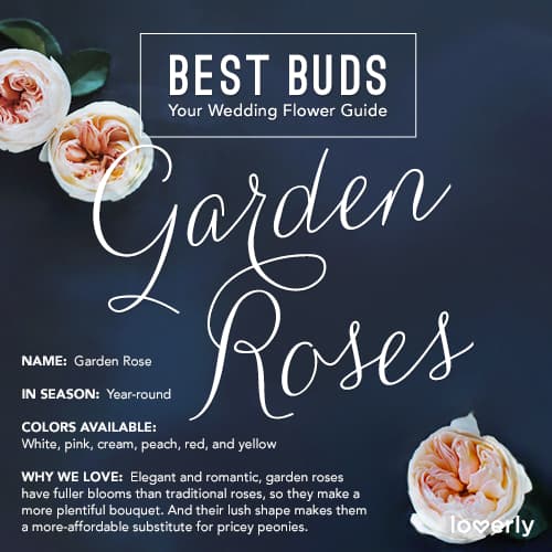 Everything You Need to Know About Garden Roses for Your Wedding