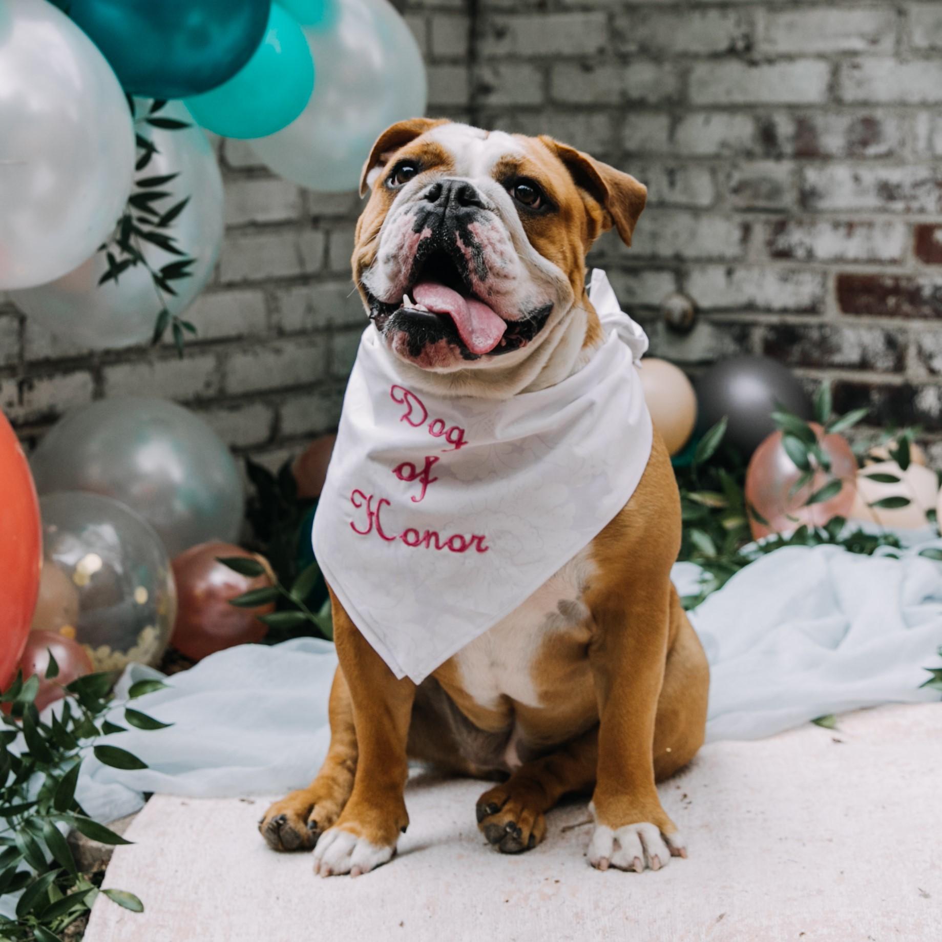 The Sweetest Ways to Include Your Pets In Your Wedding Day