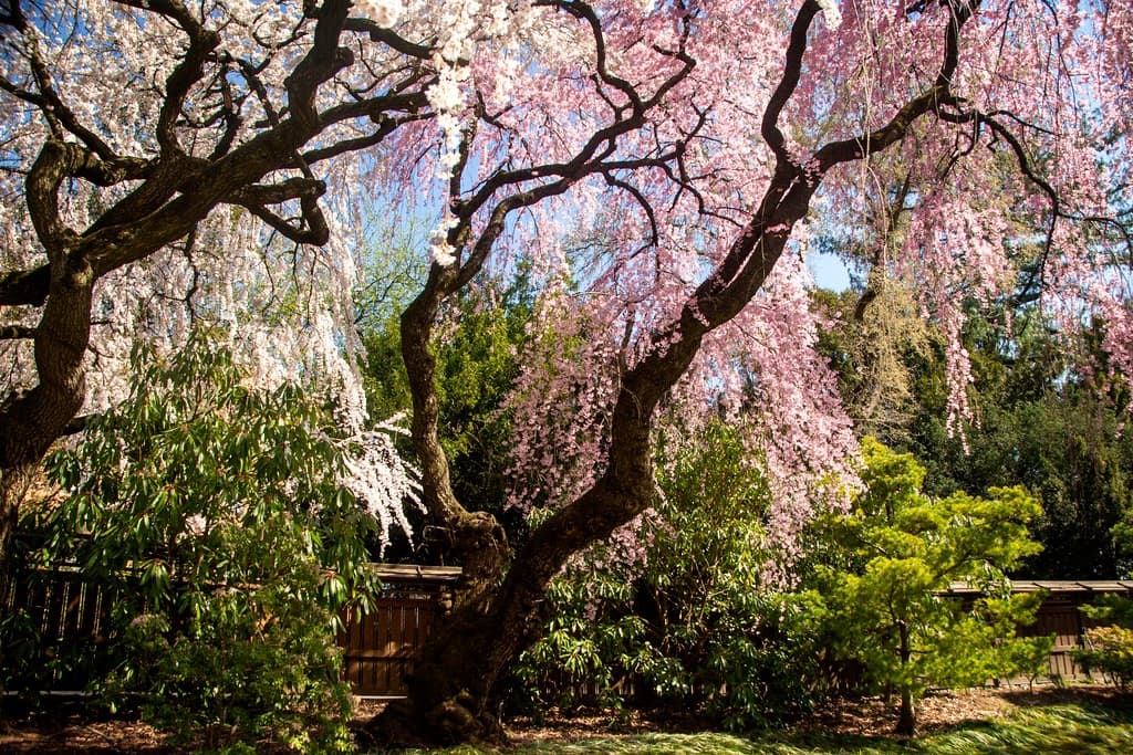 Brooklyn Botanic Garden
