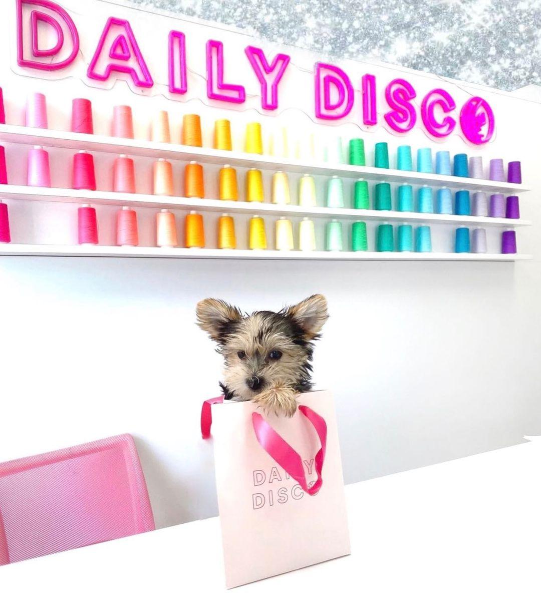 Daily Disco portfolio 3