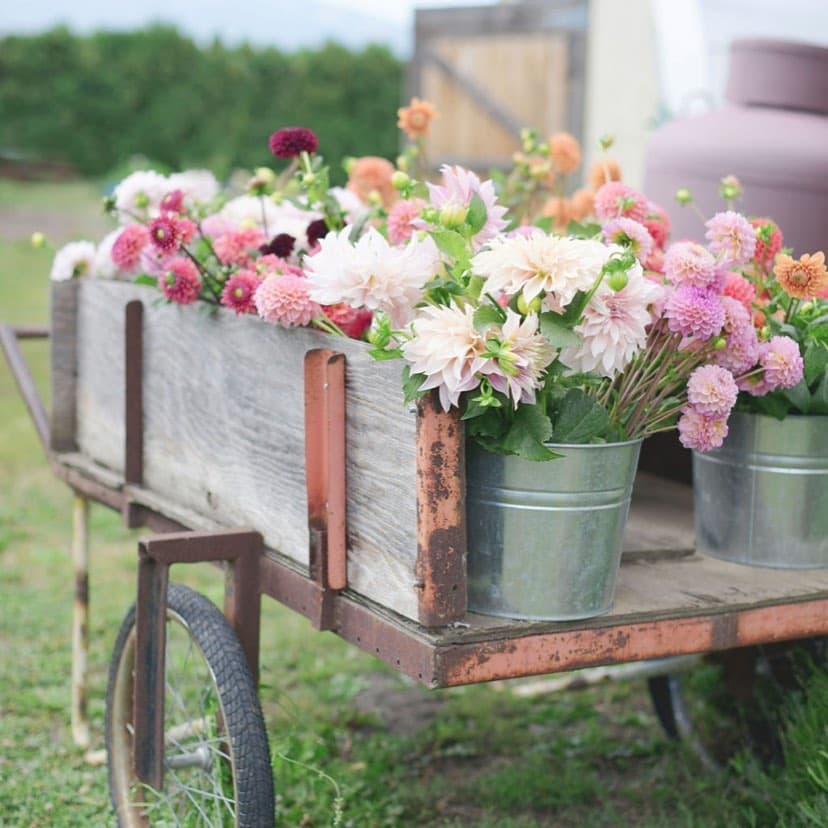 Lavender & Lace Floral Farm portfolio 1