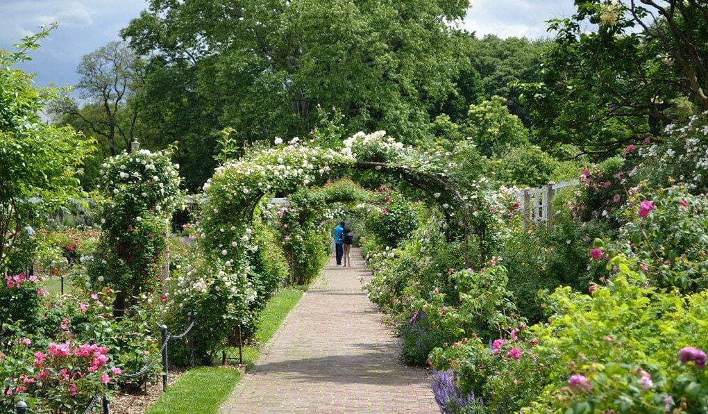 Brooklyn Botanic Garden portfolio 4
