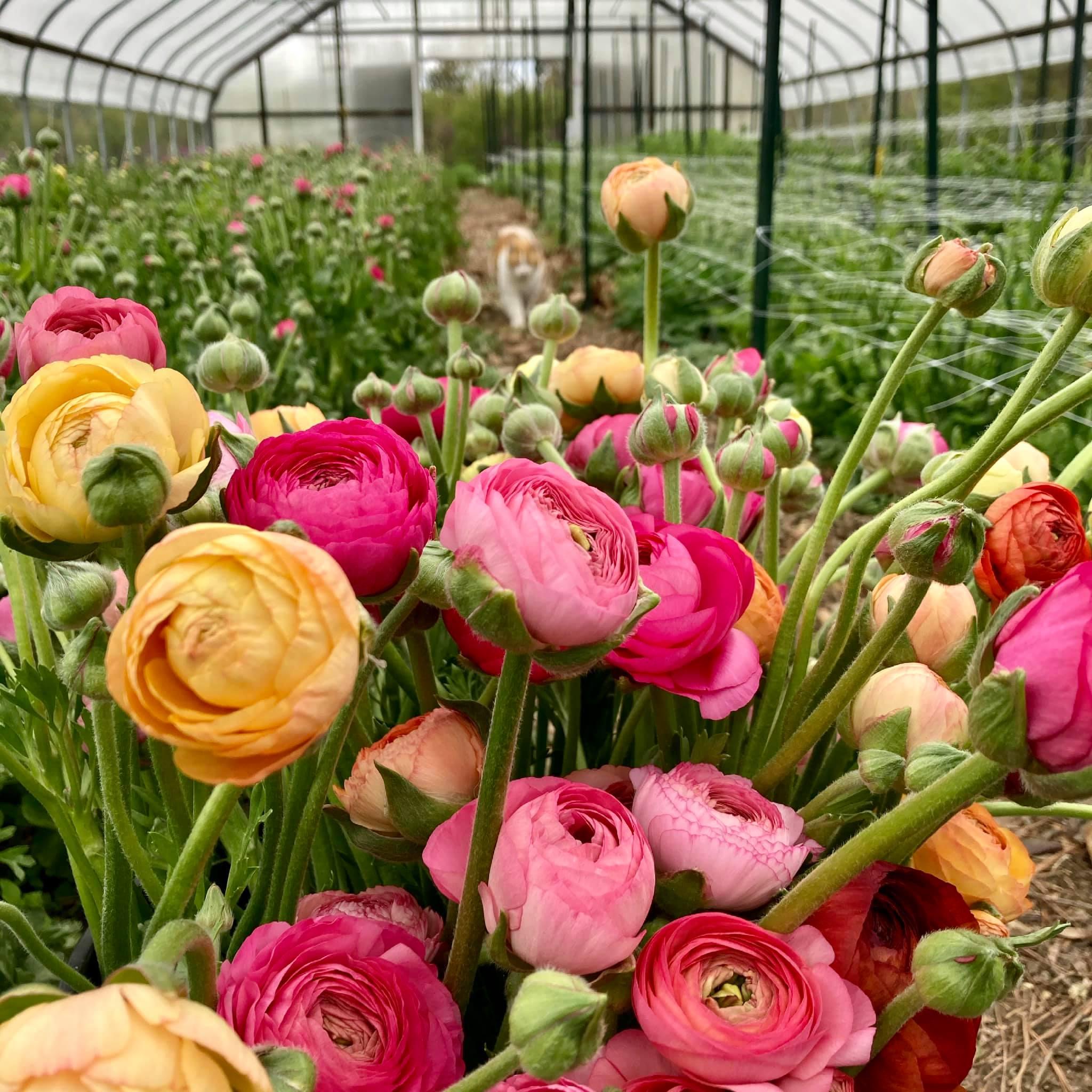 Honeybee Flower Farm