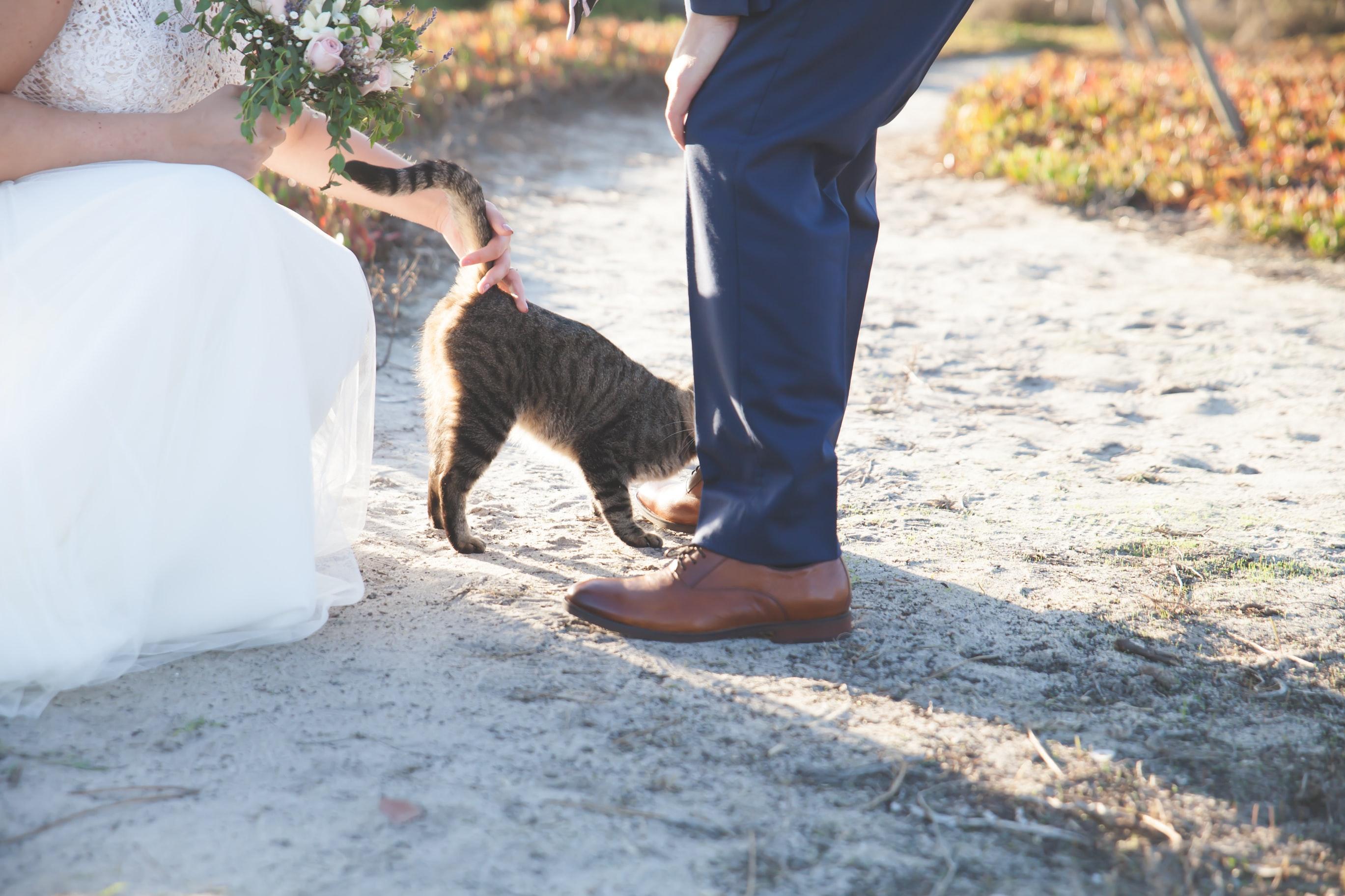 Holy Catrimony! 10 Ways to Make Your Wedding the Cat's Meow
