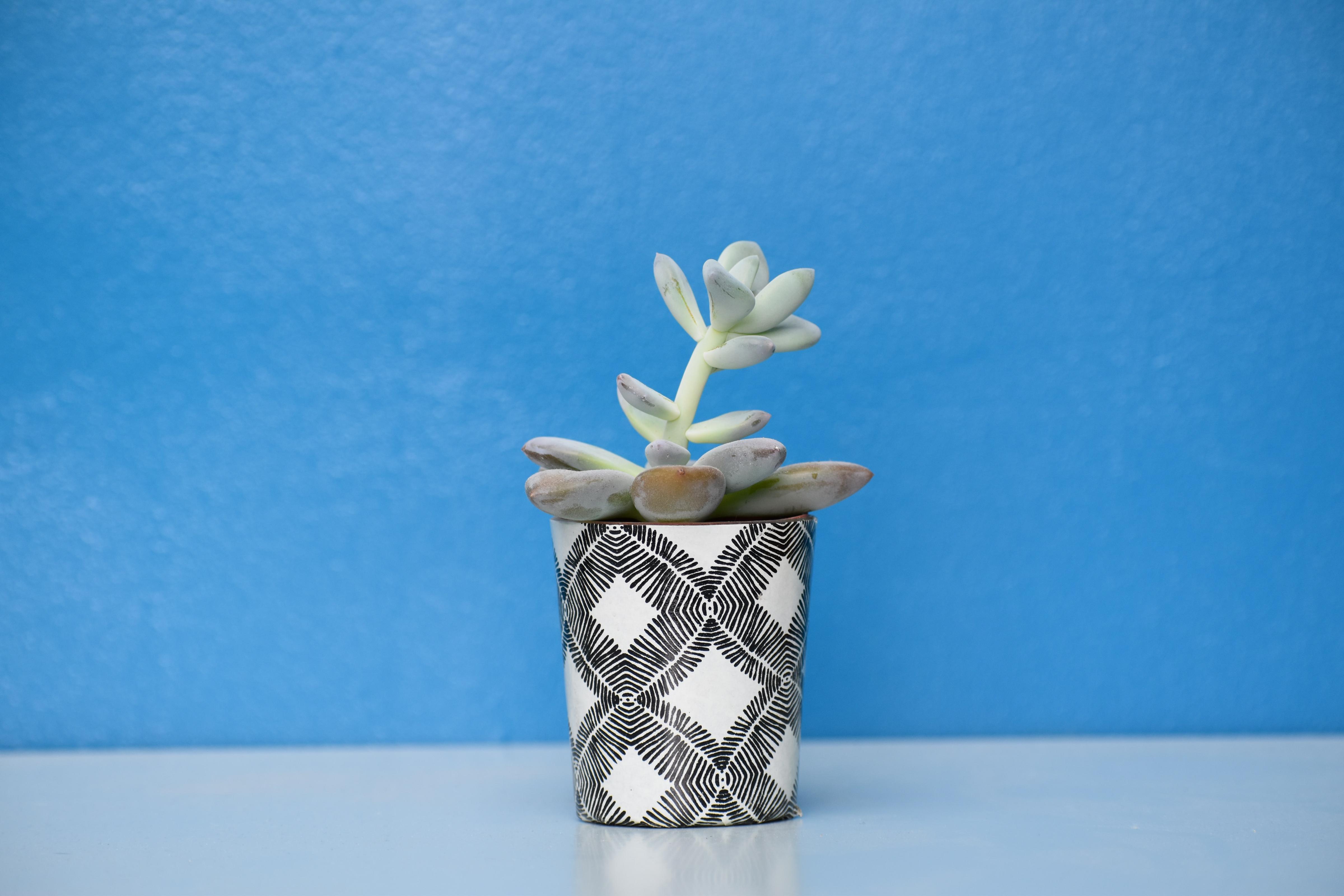 How to Make the Cutest DIY Succulent Wedding Favors