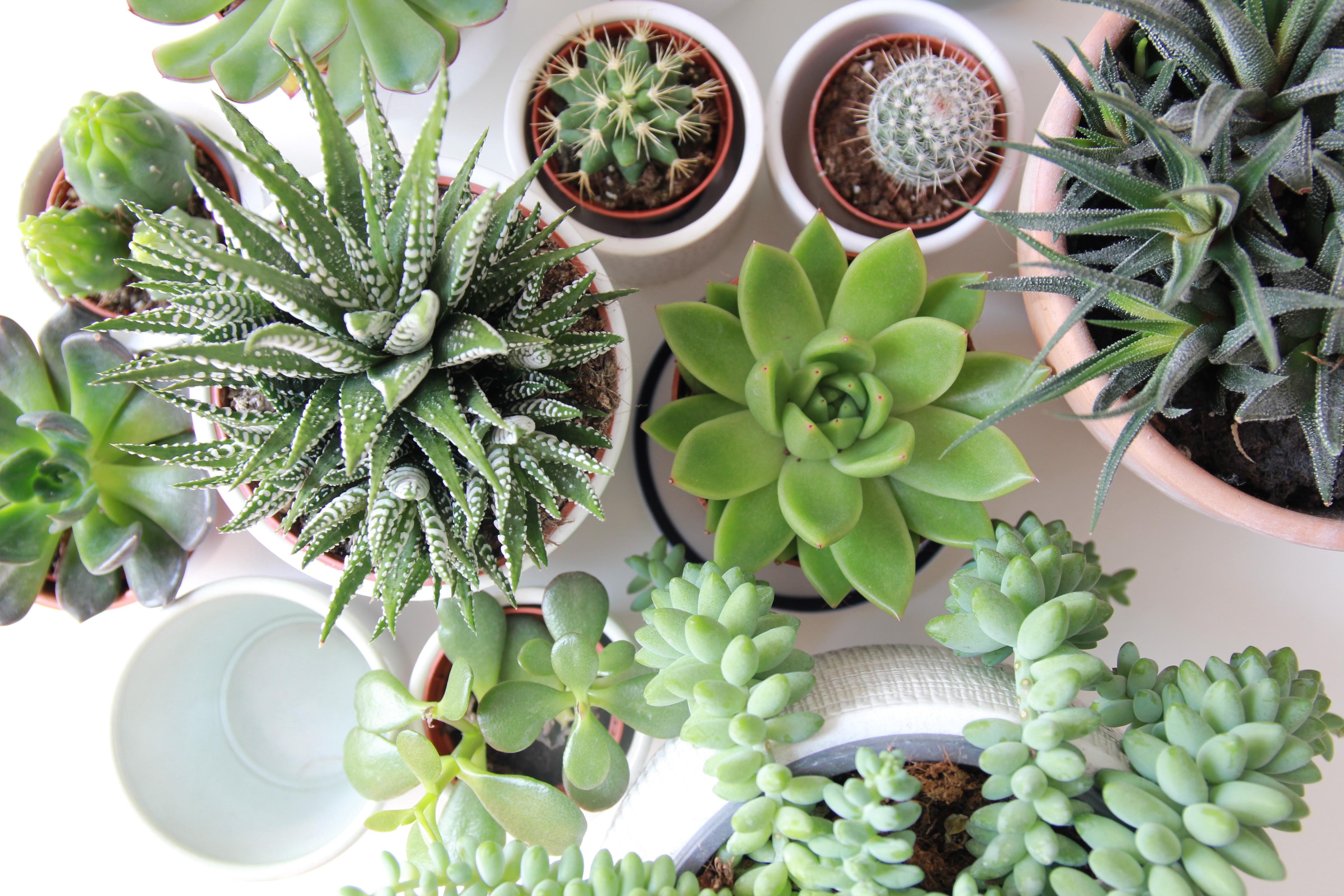 Everything You Need to Know About Succulents for Your Wedding