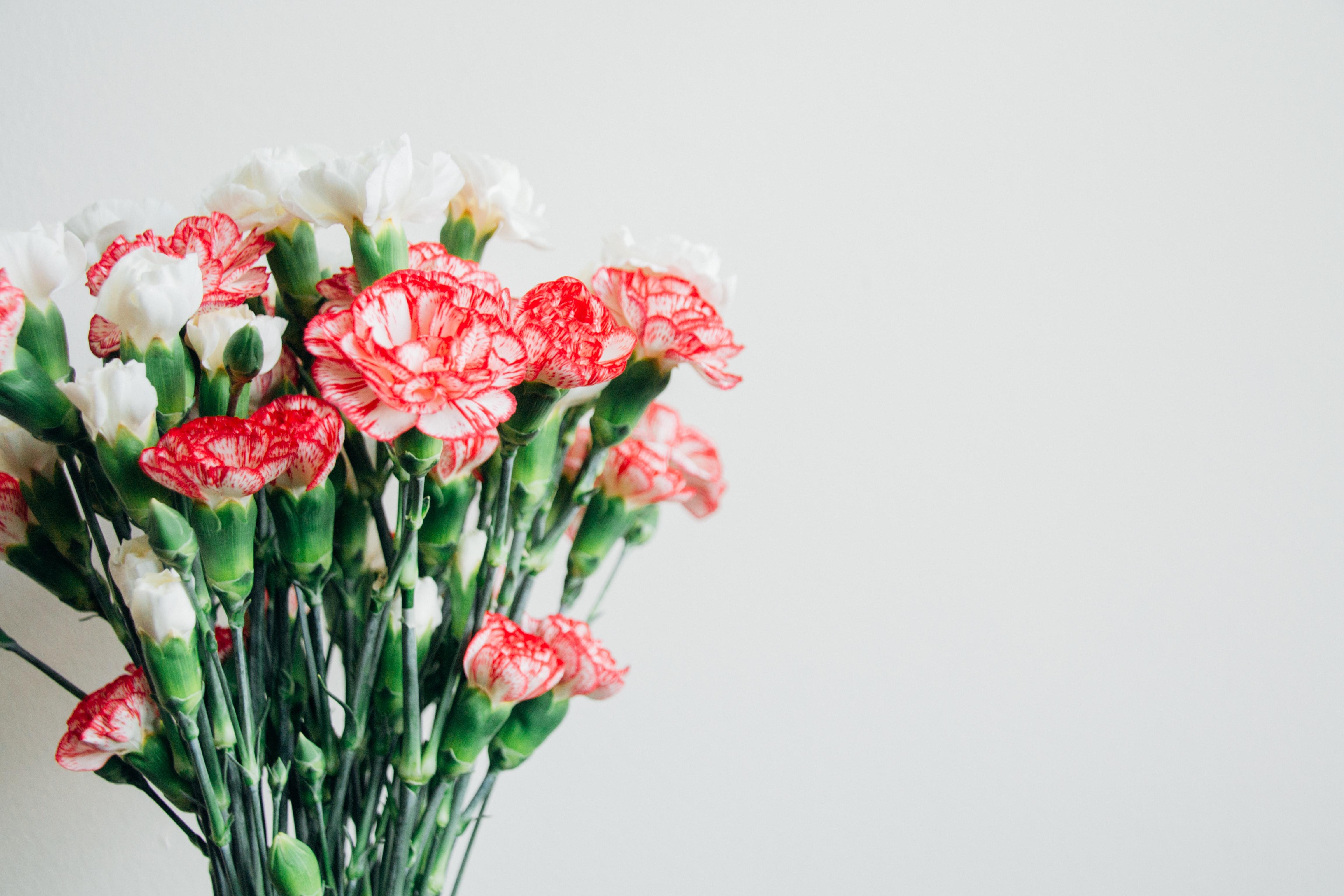Everything You Need to Know About Carnations for Your Wedding
