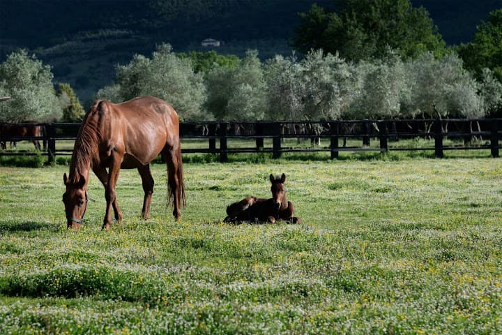 Il Borro portfolio 2