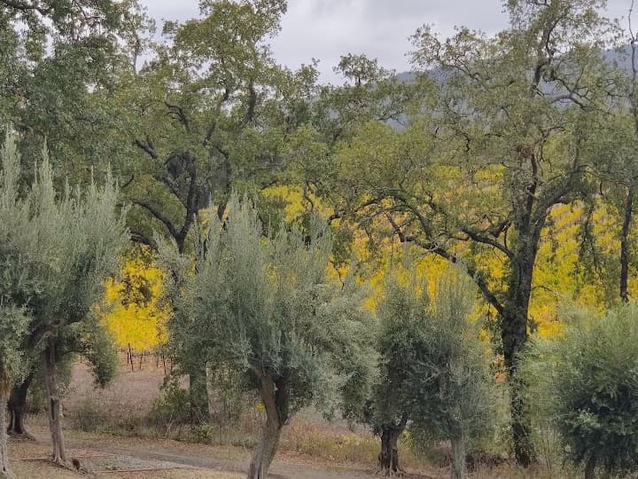 B.R. Cohn Winery and Olive Oil Company portfolio 3