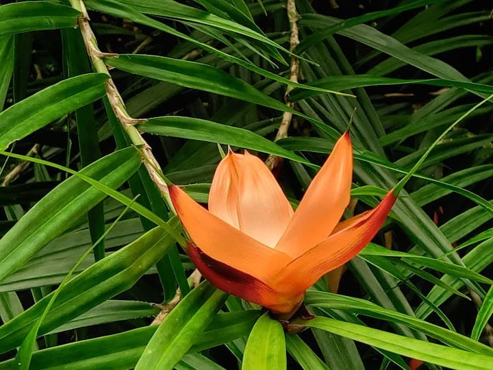 Fairchild Tropical Botanic Garden portfolio 3