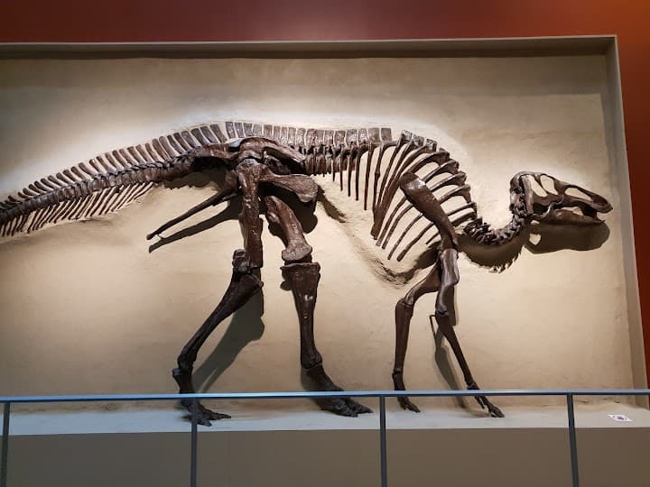 Royal Ontario Museum portfolio 1