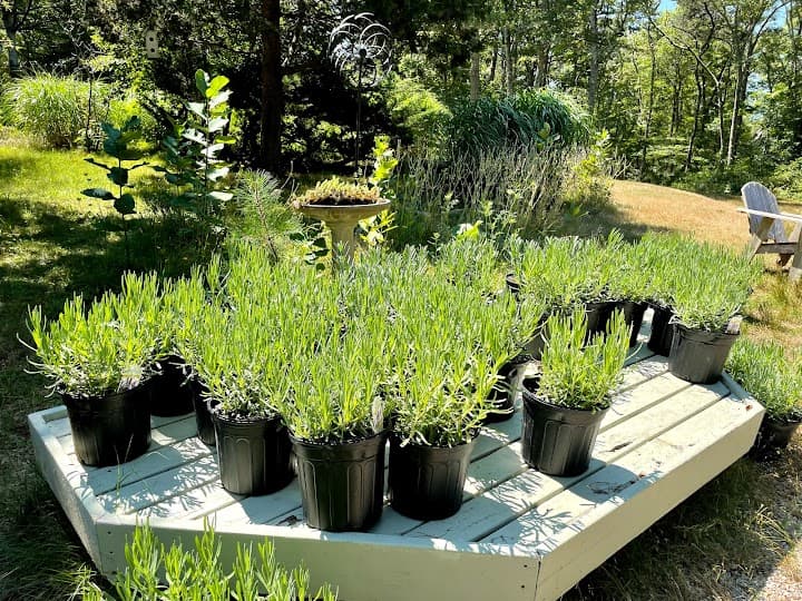 Cape Cod Lavender Farm portfolio 5