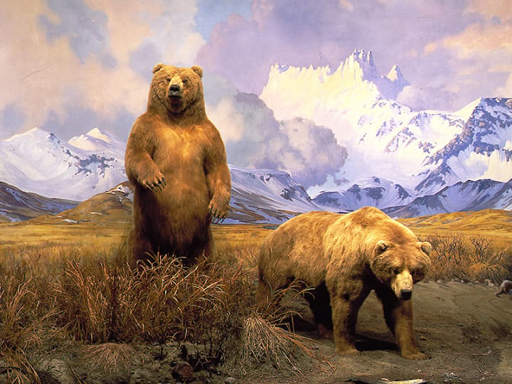 American Museum of Natural History portfolio 3
