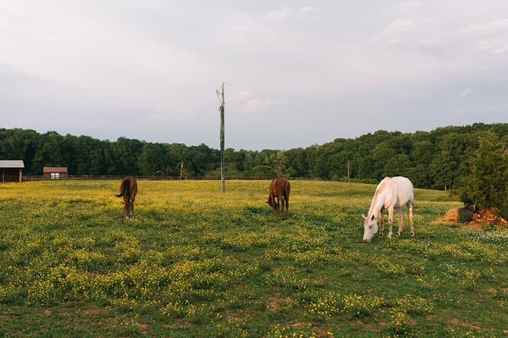 Wolftrap Farm portfolio 5
