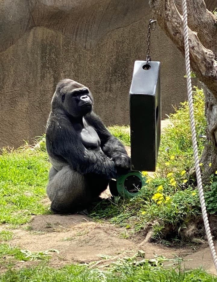 Santa Barbara Zoo portfolio 1