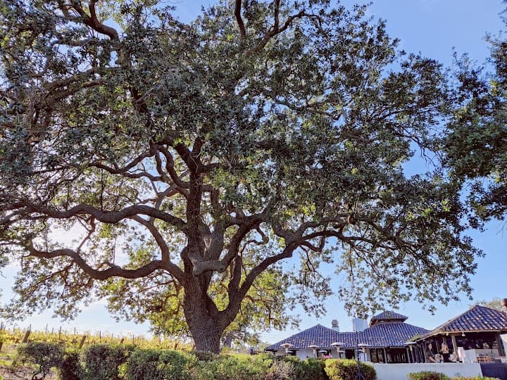 Gainey Vineyard portfolio 5