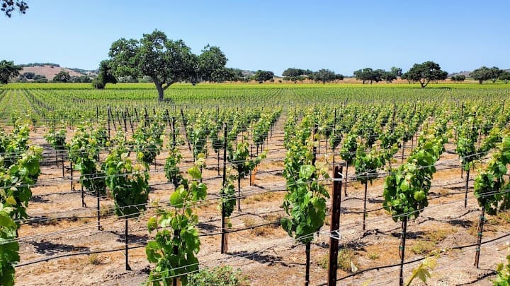 Firestone Vineyard portfolio 5