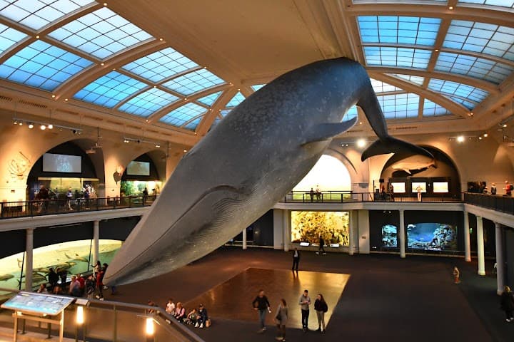 American Museum of Natural History portfolio 5