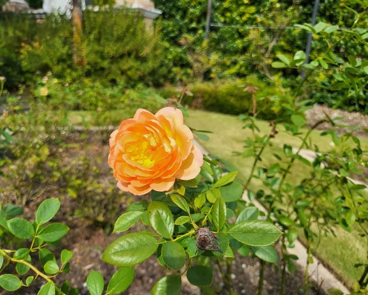 Birmingham Botanical Gardens portfolio 3
