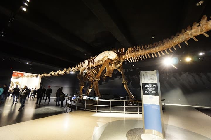 American Museum of Natural History portfolio 1