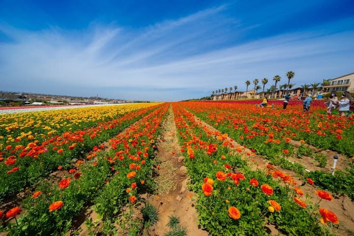 The Flower Fields portfolio 2