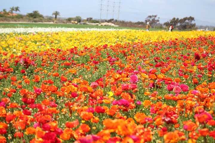 The Flower Fields portfolio 3