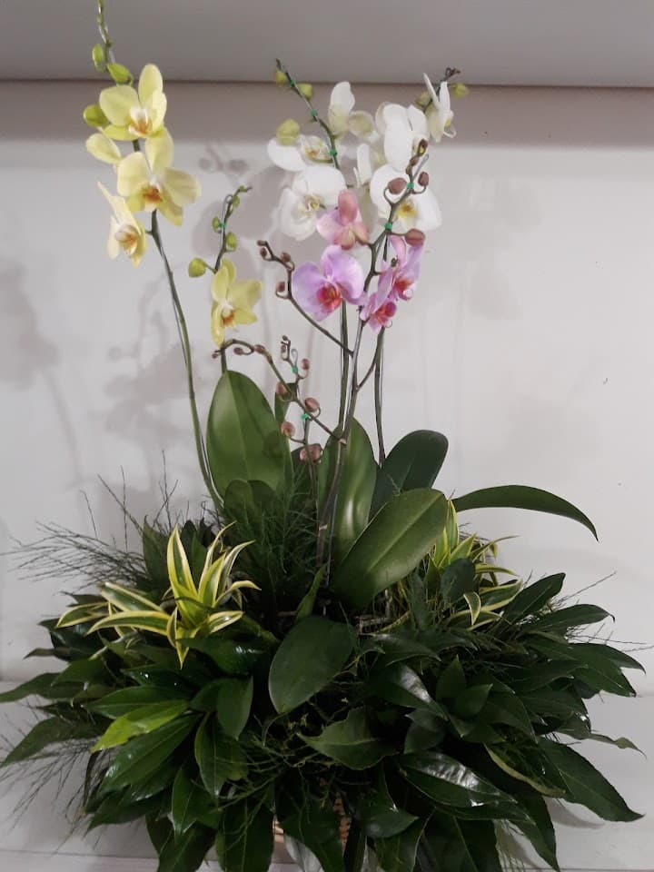Viva Flor portfolio 3