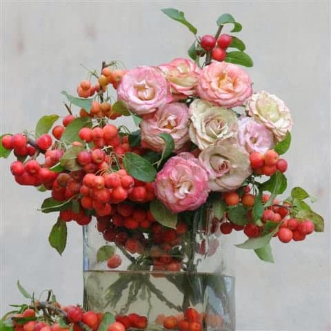 La Rosa Canina portfolio 5