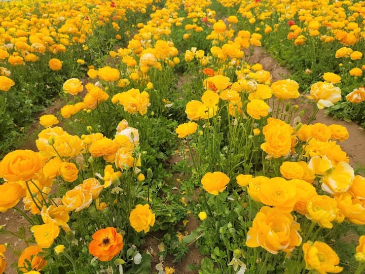 The Flower Fields portfolio 1