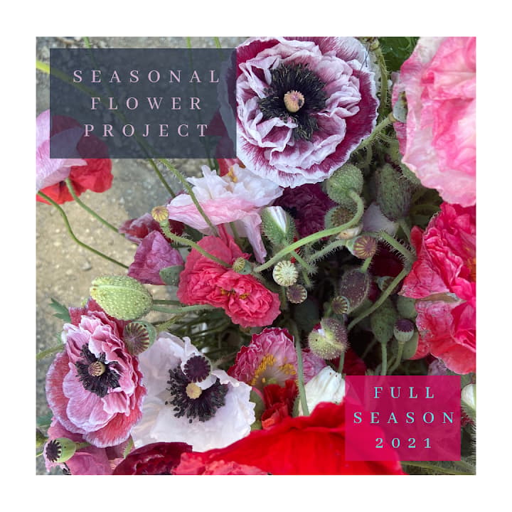 Molly Oliver Flowers