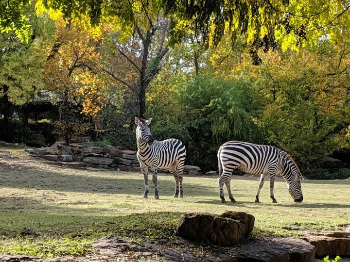 Fort Worth Zoo portfolio 2