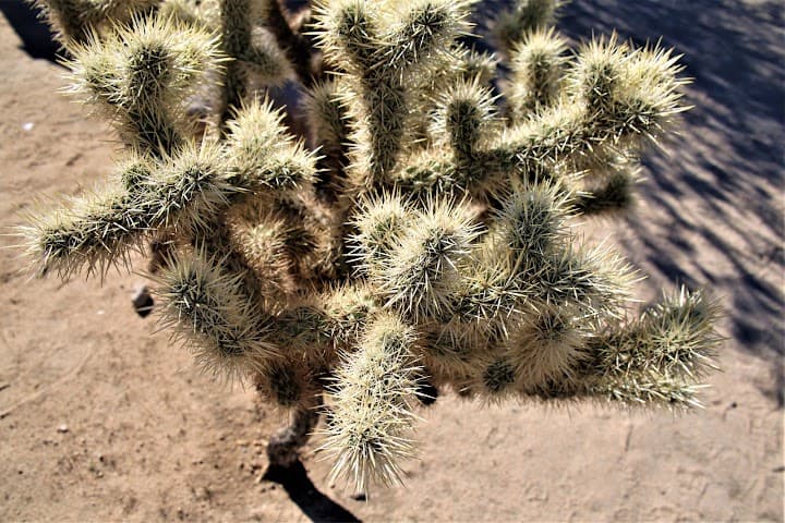 Joshua Tree National Park portfolio 3