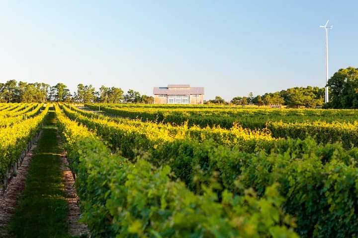Kontokosta Winery portfolio 5