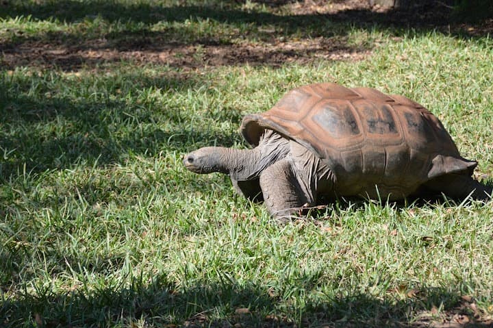 Fort Worth Zoo portfolio 5