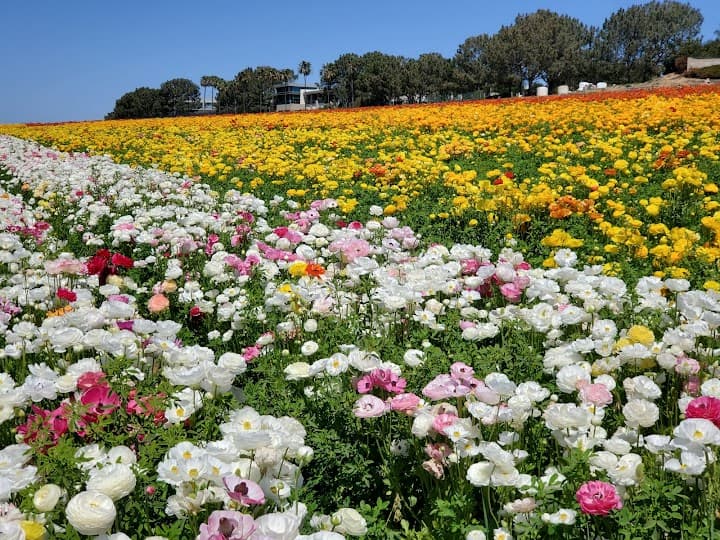 The Flower Fields portfolio 4