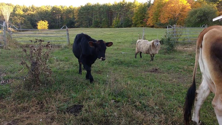 Broadturn Farm portfolio 2