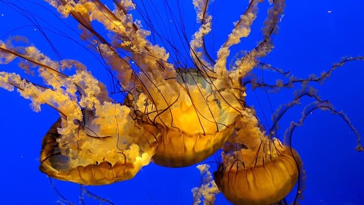 California Academy of Sciences portfolio 2