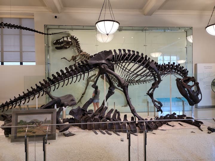 American Museum of Natural History portfolio 4