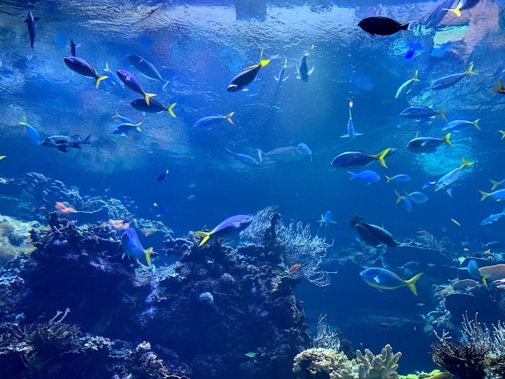 California Academy of Sciences portfolio 4