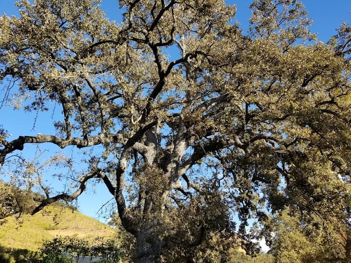 Triunfo Creek Vineyards portfolio 3
