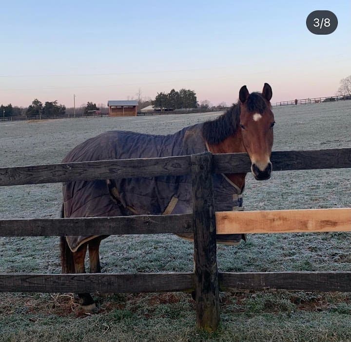 Wolftrap Farm portfolio 1
