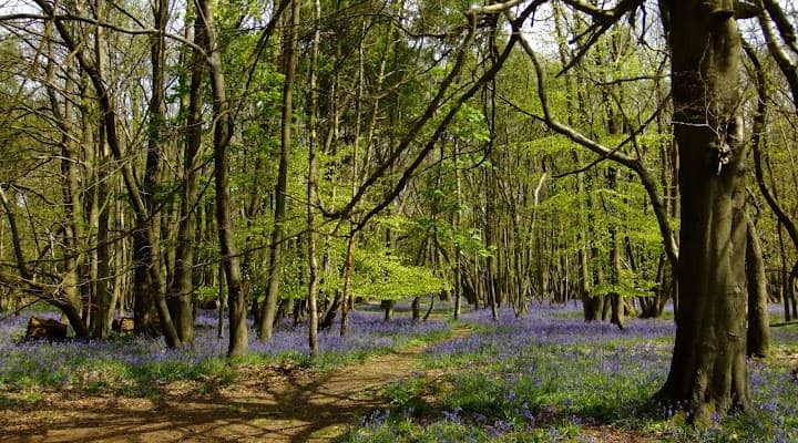 Ashridge House portfolio 4