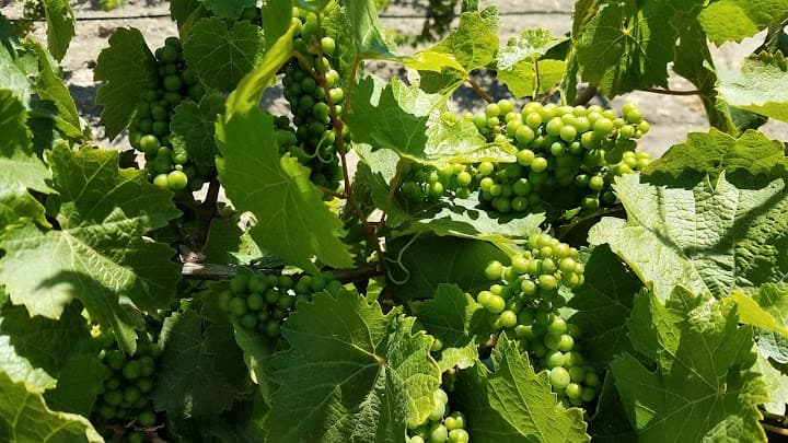 Firestone Vineyard portfolio 4