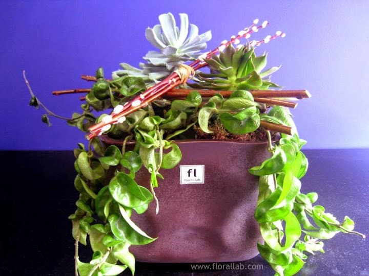 Floral Lab portfolio 4