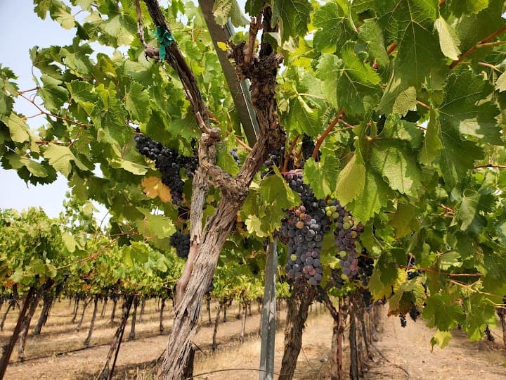 HammerSky Vineyards portfolio 1