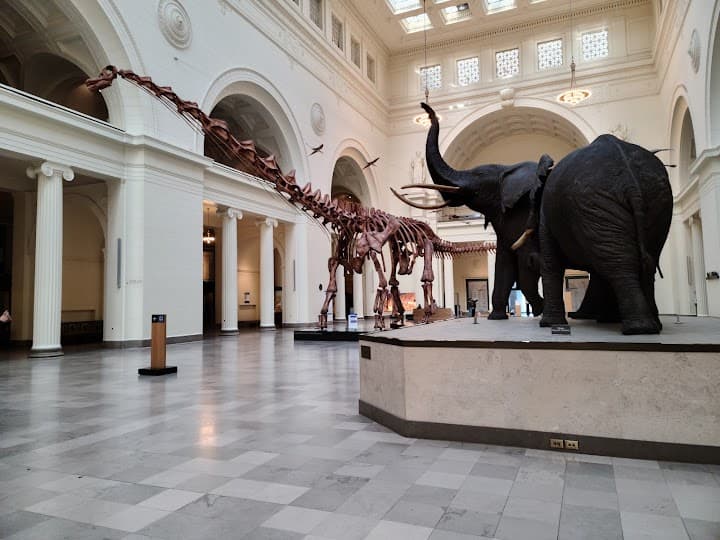 Field Museum portfolio 1