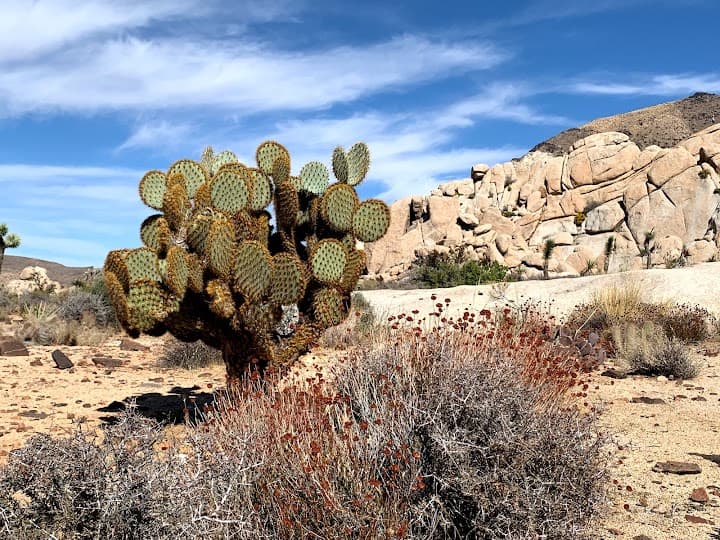 Joshua Tree National Park portfolio 1
