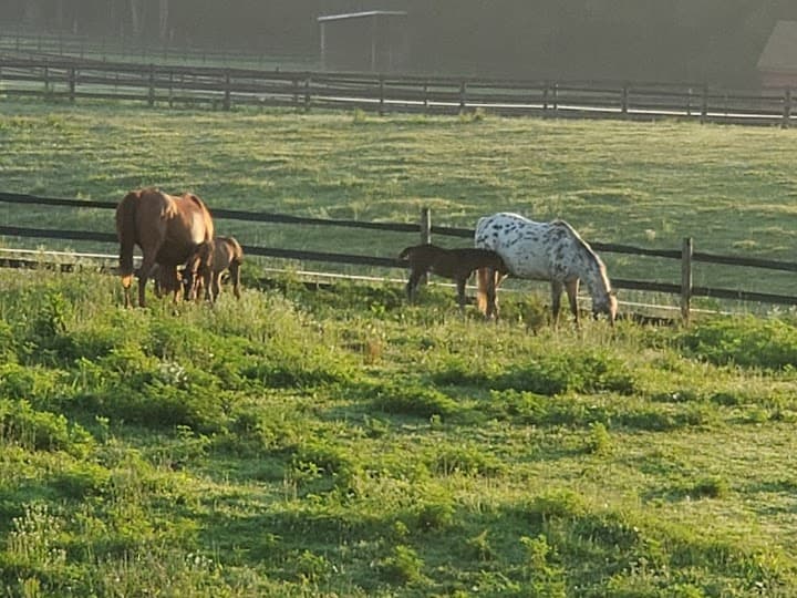 Wolftrap Farm portfolio 4