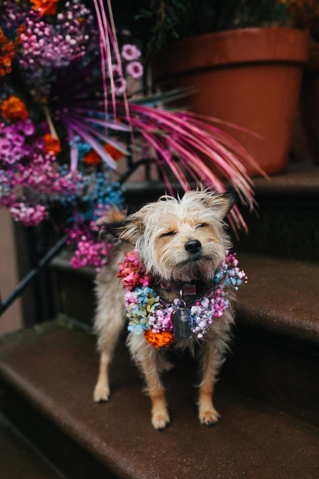 A Non-Traditional Elopement on a New York City Stoop photo 4